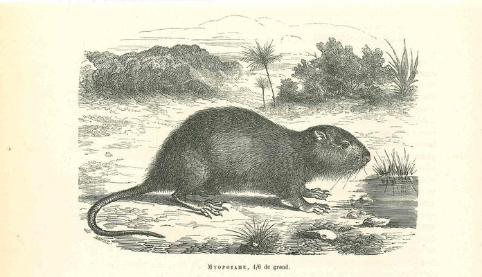 Paul Gervais, The Mouse, 1854, Lithograph-ZCI-1165470