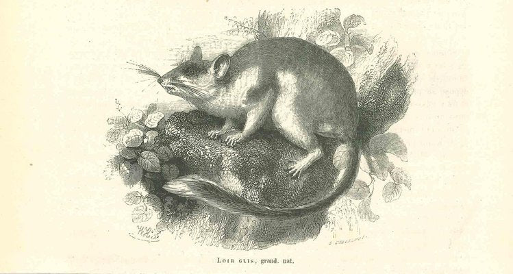 Paul Gervais, The Mouse, 1854, Lithograph-ZCI-1165514