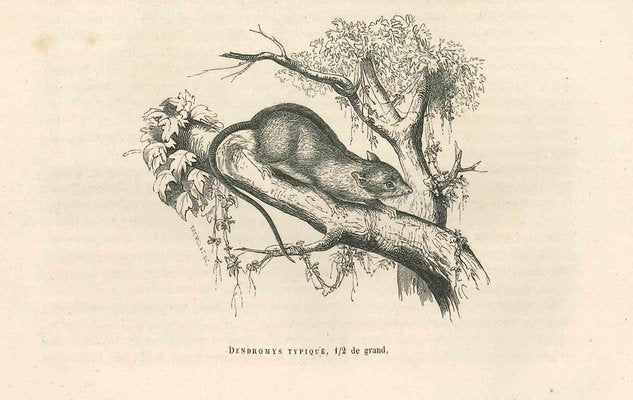 Paul Gervais, The Mouse, 1854, Lithograph-ZCI-1165519