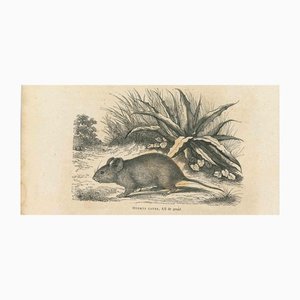 Paul Gervais, The Mouse, 1854, Lithograph-ZCI-1165551