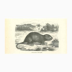 Paul Gervais, The Mouse, 1854, Lithograph-ZCI-1165470