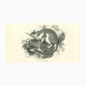 Paul Gervais, The Mouse, 1854, Lithograph-ZCI-1165514