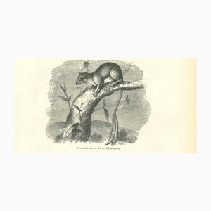 Paul Gervais, The Mouse, 1854, Lithograph-ZCI-1165479