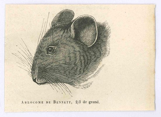 Paul Gervais, The Mouse, Original Lithograph, 1854-ZCI-1164697