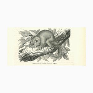 Paul Gervais, The Mouse, Original Lithograph, 1854-ZCI-2029387