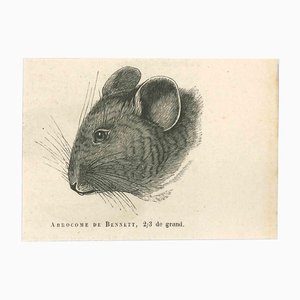 Paul Gervais, The Mouse, Original Lithograph, 1854-ZCI-1164697