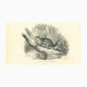 Paul Gervais, The Mouse, Original Lithograph, 1854-ZCI-1164699