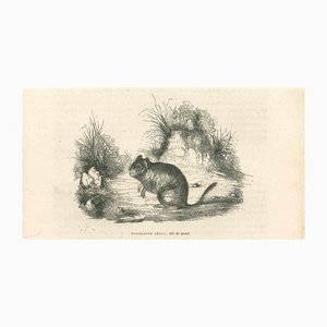 Paul Gervais, The Mouse, Original Lithograph, 1854-ZCI-1164693