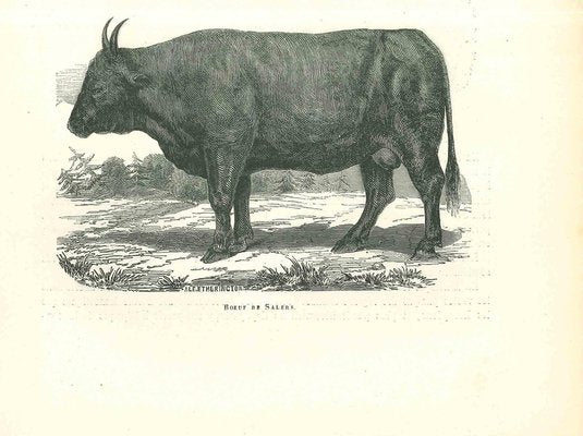 Paul Gervais, The Ox, 1854, Lithograph-ZCI-1165463