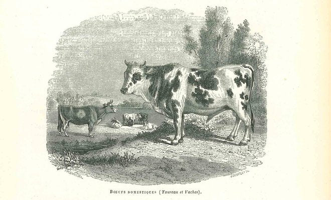 Paul Gervais, The Ox, 1854, Lithograph-ZCI-1165330