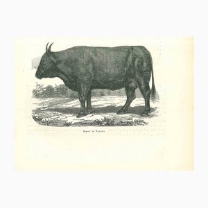 Paul Gervais, The Ox, 1854, Lithograph-ZCI-1165463