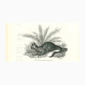 Paul Gervais, The Rabbit, 1854, Lithograph-ZCI-1165365