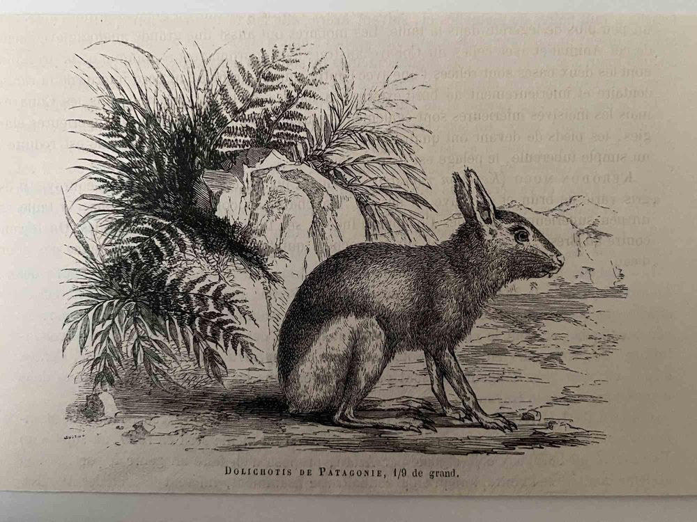 Paul Gervais, The Rabbit, Lithograph, 1854