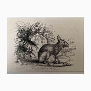 Paul Gervais, The Rabbit, Lithograph, 1854-ZCI-1758922