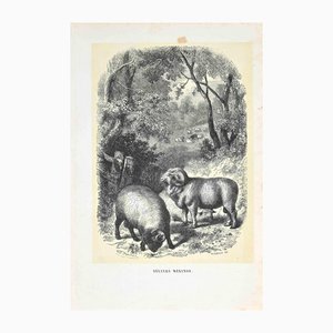 Paul Gervais, The Rams, Original Lithograph, 1854-ZCI-1164713