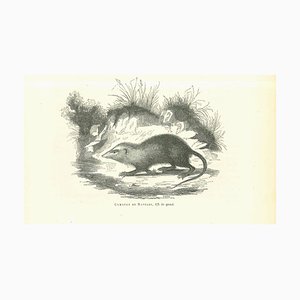 Paul Gervais, The Rat, Original Lithograph, 1854-ZCI-2025025