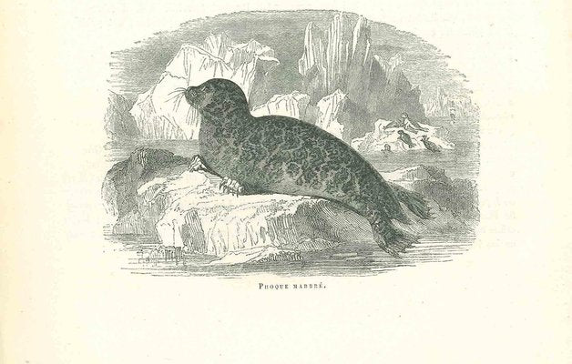 Paul Gervais, The Seal, Original Lithograph, 1854-ZCI-2029594