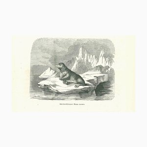 Paul Gervais, The Seal, Original Lithograph, 1854-ZCI-2024868