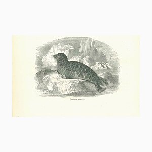 Paul Gervais, The Seal, Original Lithograph, 1854-ZCI-2029594