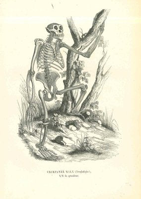 Paul Gervais, The Skeleton, Lithograph, 1854-ZCI-1758924