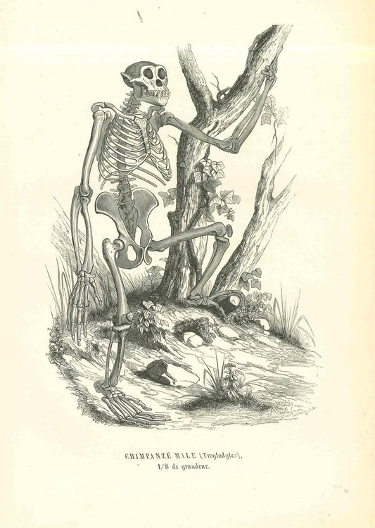 Paul Gervais, The Skeleton, Lithograph, 1854