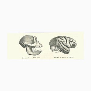 Paul Gervais, The Skull and Brain of an Ape, Original Lithograph, 1854-ZCI-2024869