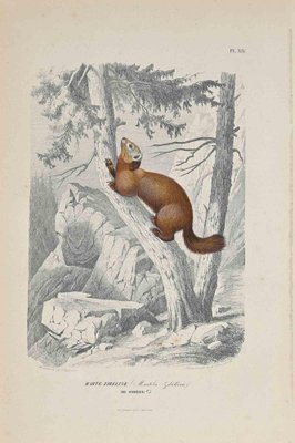 Paul Gervais, The Squirrel, Original Lithograph, 1854-ZCI-1163557