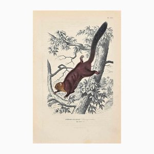 Paul Gervais, The Squirrel, Original Lithograph, 1854-ZCI-1163552