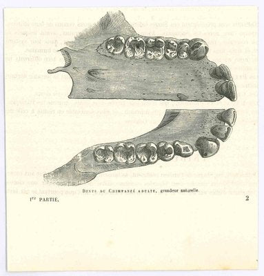 Paul Gervais, The Teeth, Original Lithograph, 1854-ZCI-2029599