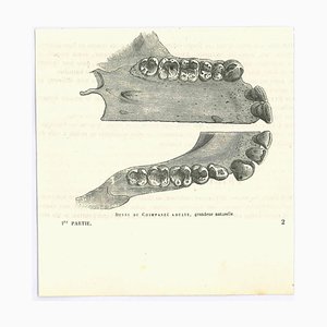 Paul Gervais, The Teeth, Original Lithograph, 1854-ZCI-2029599