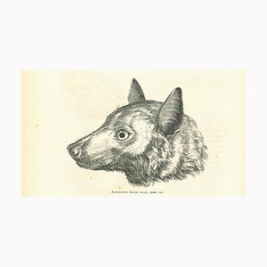 Paul Gervais, The Wolf, Lithograph, 1854-ZCI-1758915