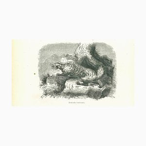 Paul Gervais, The Wolf, Original Lithograph, 1854-ZCI-2024873