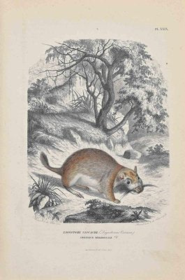 Paul Gervais, Viscacha, Lithograph, 1854-ZCI-1164506