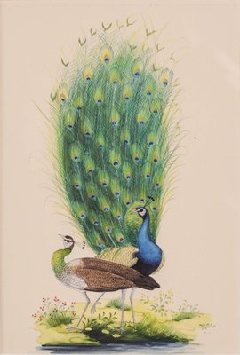 Peacock Goauches, Set of 2-AOI-1106713