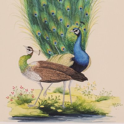 Peacock Goauches, Set of 2-AOI-1106713