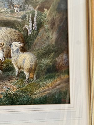 PH Staines, Sheep, Gouache on Paper, 1860-BFK-2032277