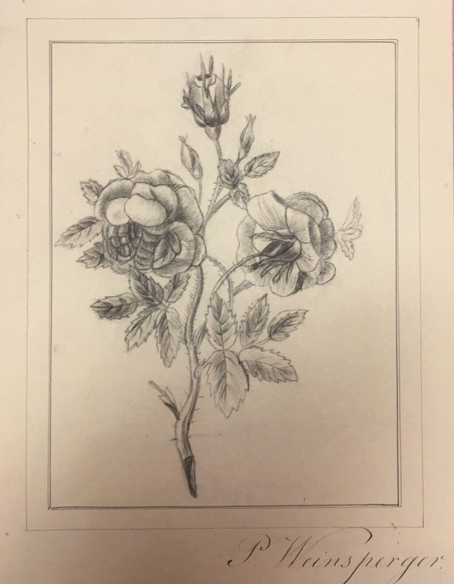 Phillip A Weinsperger, 1820-1898, St Orientale Wife Flowers, Pencil Drawings, Set of 3