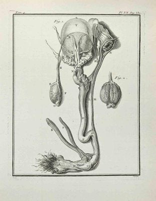 Pierre Francois Basan after Founan, Anatomy of Animals, Etching, 1771-ZCI-2030083