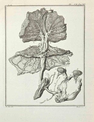 Pierre Francois Basan after Founan, Anatomy of Animals, Etching, 1771-ZCI-2030098