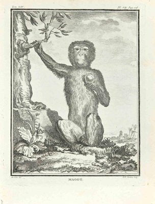 Pierre Francois Tardieu, Magot, Etching, 1771-ZCI-2029919