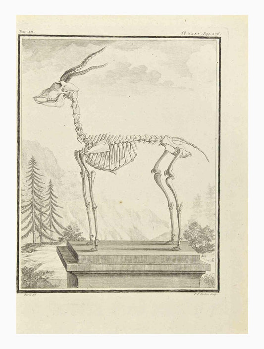 Pierre Francois Tardieu, The Skeleton, Etching, 1771