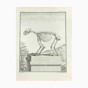 Pierre Francois Tardieu, The Skeleton, Etching, 1771-ZCI-2029906