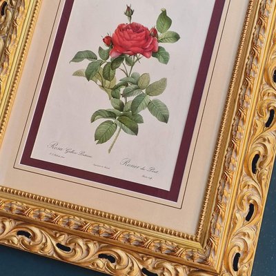 Pierre-Joseph Redouté, Rose of the Resoute, 1959, Glass & Wood & Paper, Framed-EFY-2016424