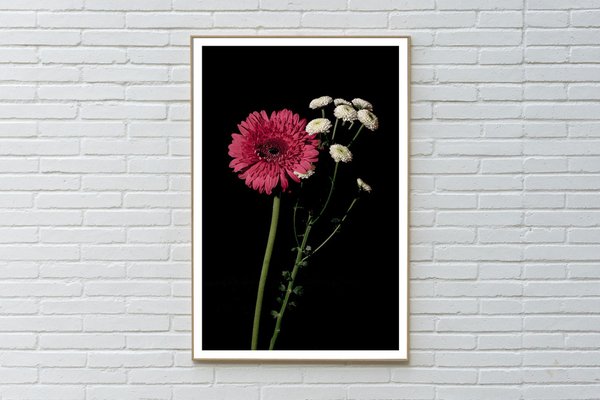 Pink and White Delicate Flowers on Black Background, Giclée Print, 2021-RWC-1451973