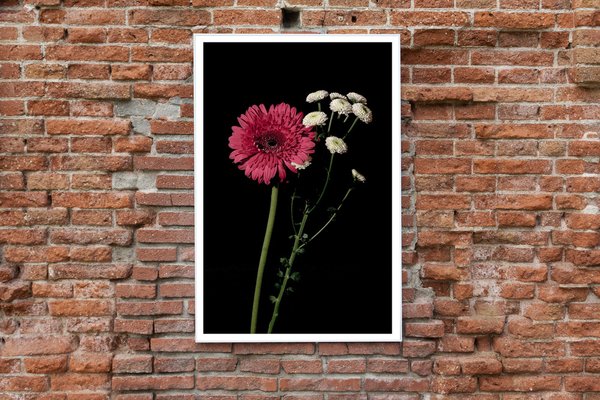 Pink and White Delicate Flowers on Black Background, Giclée Print, 2021-RWC-1451973