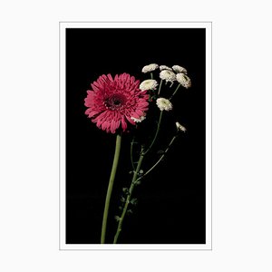 Pink and White Delicate Flowers on Black Background, Giclée Print, 2021-RWC-1451973