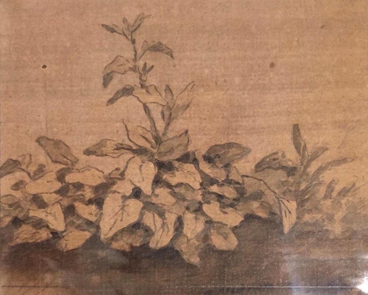 Plants - Original China Ink Drawing by Jan Pieter Verdussen - 1740 1740