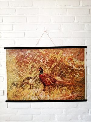 Poster of Pheasant, 1950s-ALG-1072863