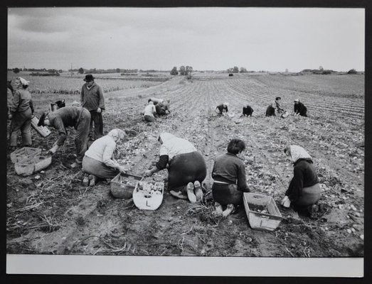 Potato Harvest Postwar, 1950s-DYV-701267