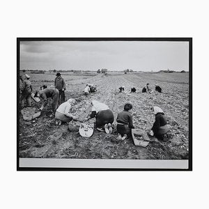 Potato Harvest Postwar, 1950s-DYV-701267